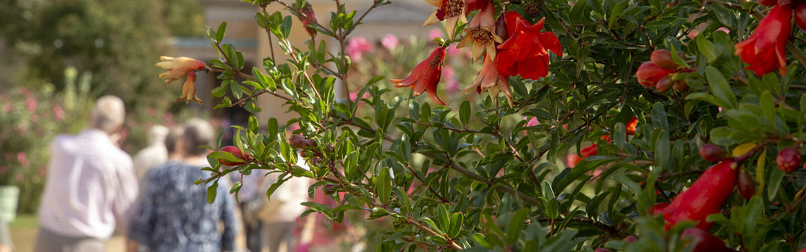 Granatapfelblüte im Park Sanssouci,
        
    

        
        
            Foto: Nadine Redlich